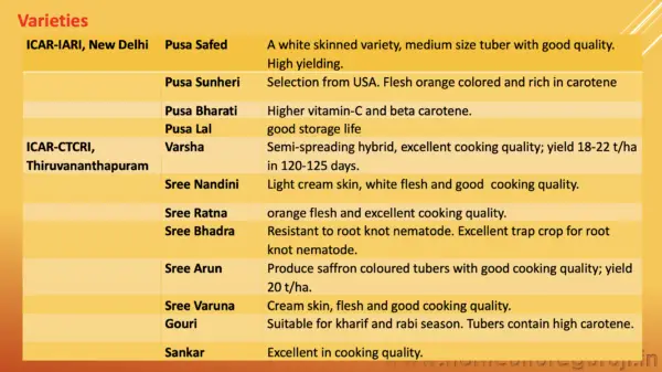 Sweet Potato Cultivation PPT - Image 4